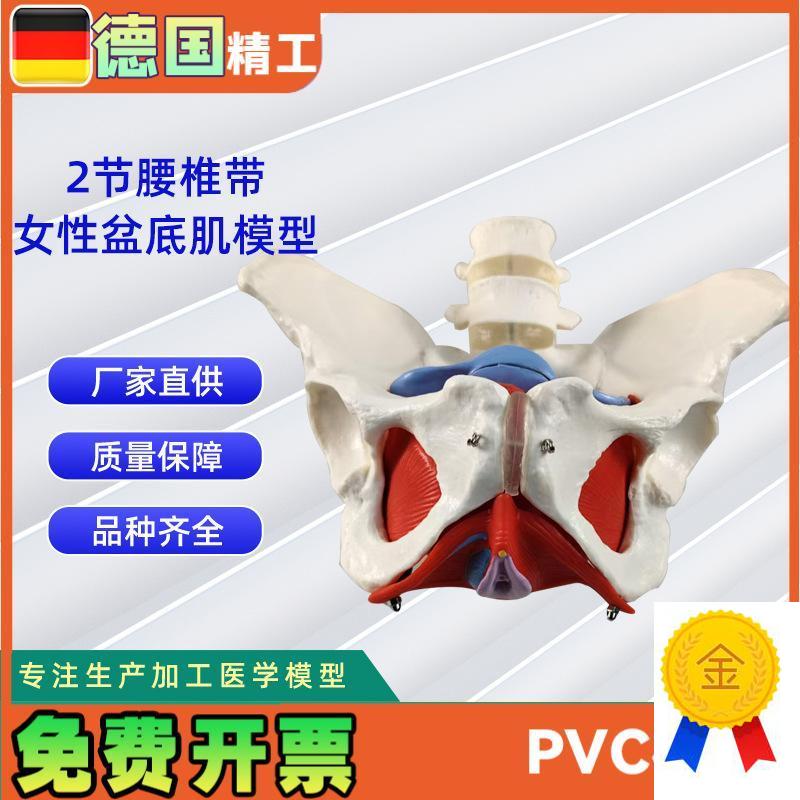 2节腰椎带女性盆底肌模型实力工M厂直营源头教学学习