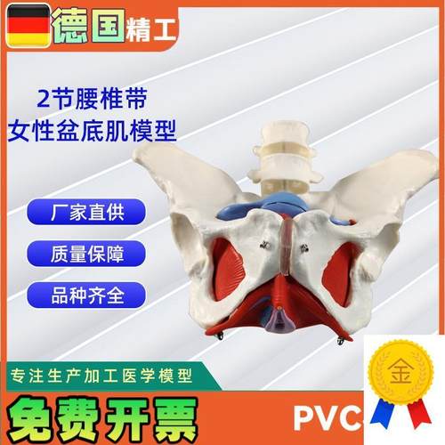 2节腰椎带女性盆底肌模型实力工M厂直营源头教学学习