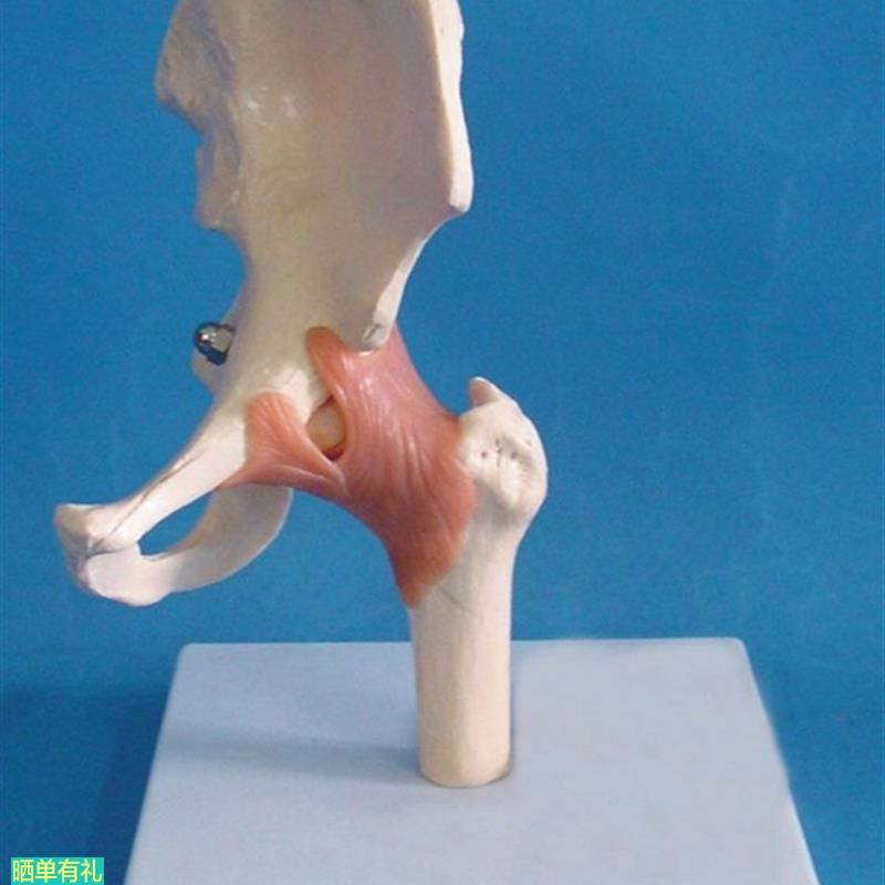 髋关节功能模型 人体骨骼骨架模型 教学医用讲解人体标本