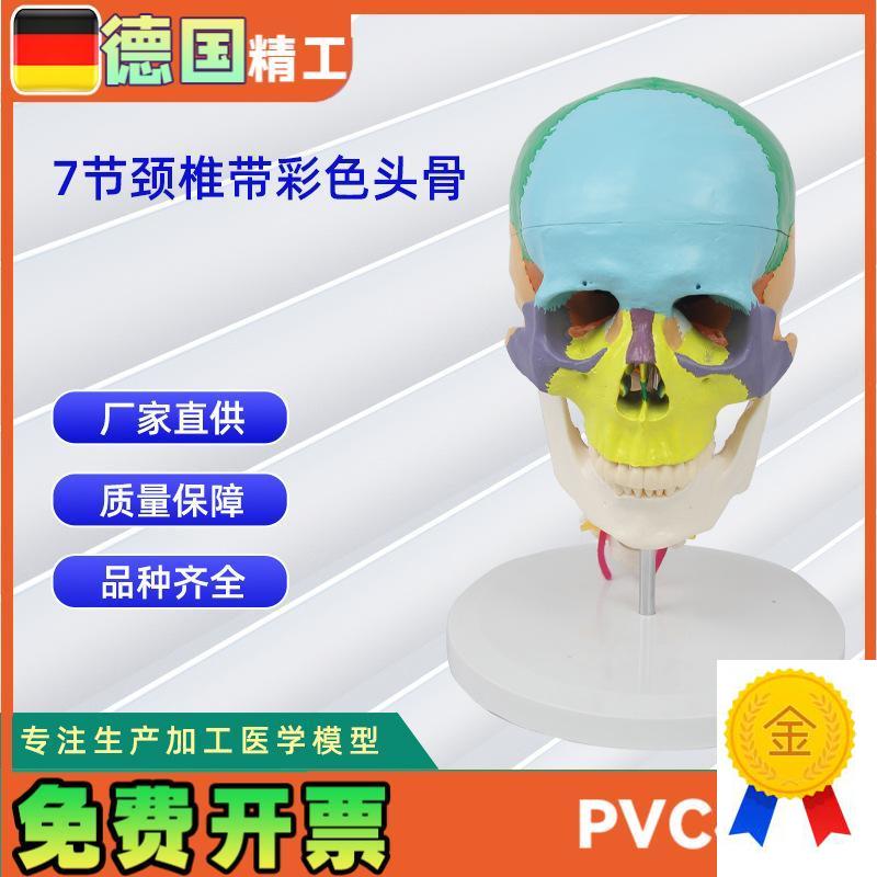 7节颈椎带彩色头骨模型y人体头骨模型骨科教学模具