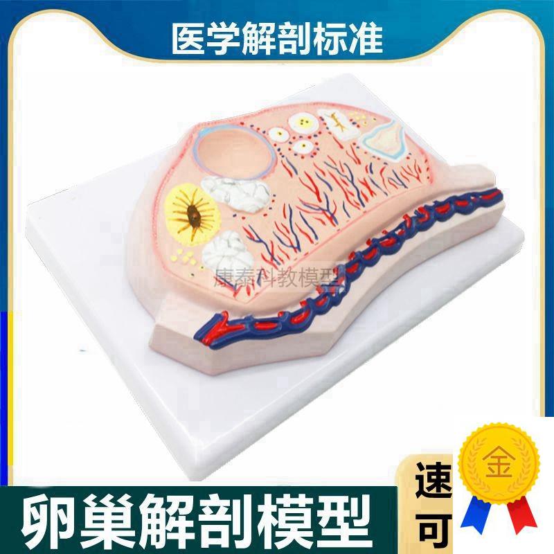 卵巢模型卵子卵泡黄体白s体女生殖性腺输卵管子宫妇科月经周期医
