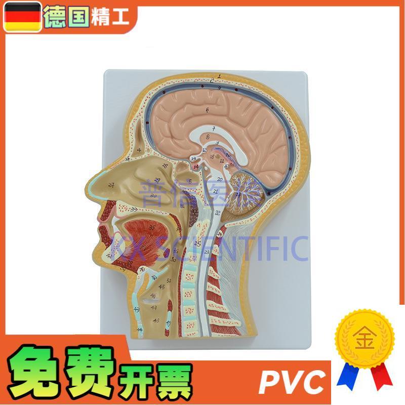 德国】PNT-1630r头中切模型人脑头剖面鼻腔解剖医学教用大脑构