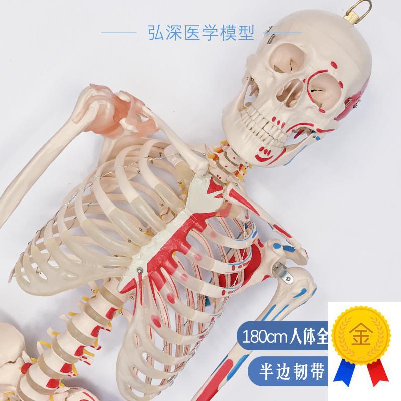 180人体全身骨骼模型大骨架骷髅韧带肌肉起止点U着色医学教学模具