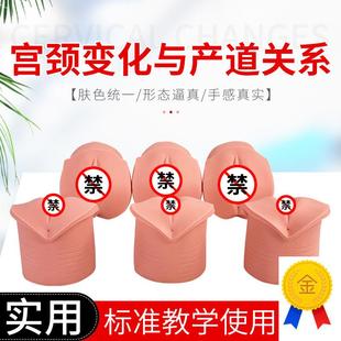 教学模型女性分娩生产宫口x模型产前宫颈变化与产道关系模型