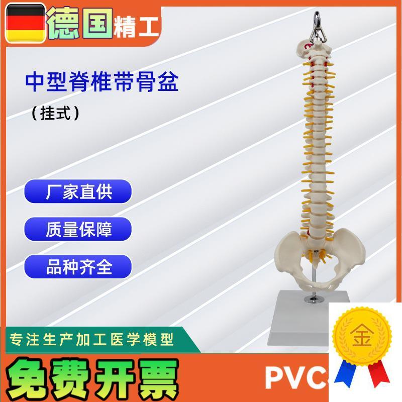中型脊椎带骨盆(挂式)模型人体骨骼Q模型医学教学模型