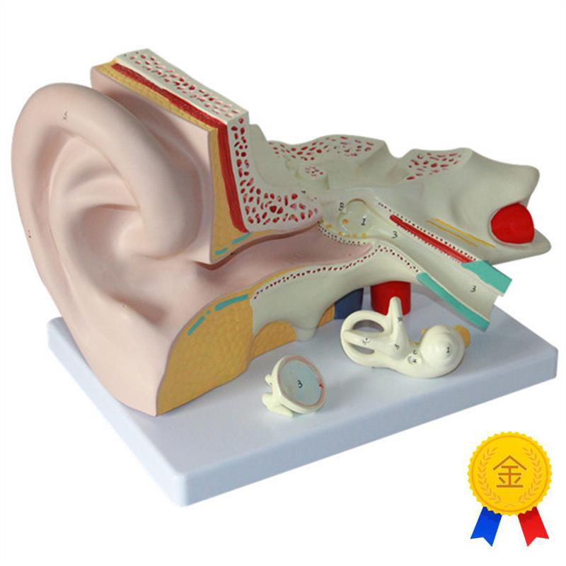 大耳解剖模型