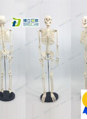 可活动骨架标肌肉解剖脊椎骷髅小针刀正H骨针灸85cm人体骨骼模型