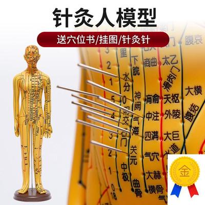 中医针灸穴位人体模型超清晰十二经络小皮L人人体针灸模型男女模