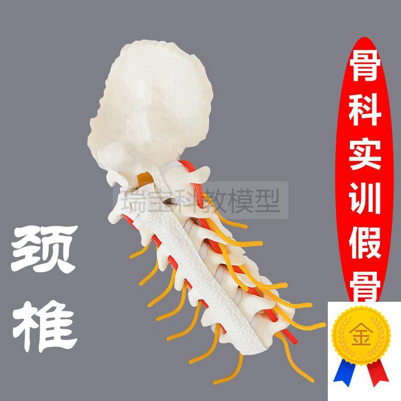 颈椎模型骨科医生手术练习用w假骨人体脊椎椎间盘神经临床脊柱外