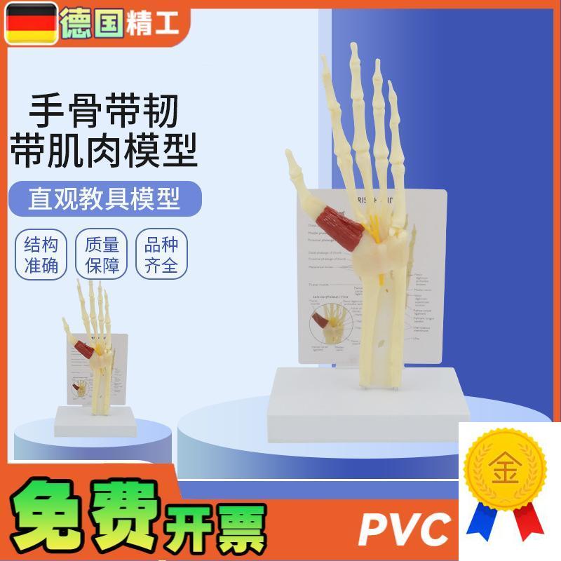 德国】人体手骨模型带韧r带肌肉腕关节综合征模型腕管综合征尺骨