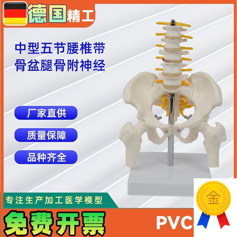 骨盆带五节中型腰椎腿骨模型pvc人体骨骼模型脊柱腰.椎盆骨模型