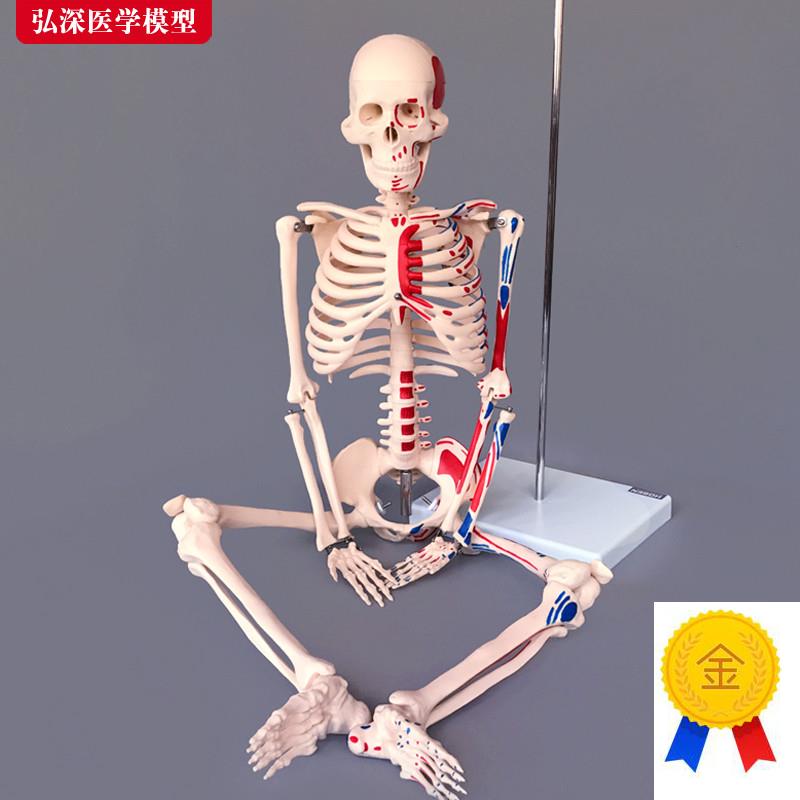 85cm人体g全身骨骼模型附半边肌肉起止点着色骨架医学教学模具玩
