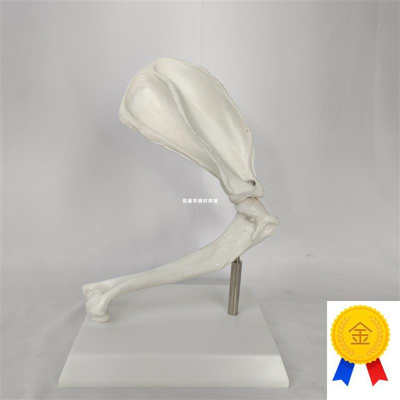 狗肩关节肩胛骨j模型犬类骨骼骨架兽医宠物医院讲解教具动物骨关
