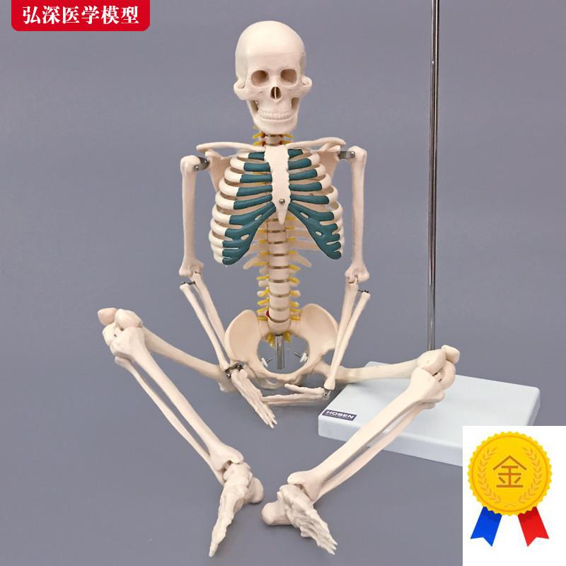 骨骼模型85ChM人体全身骨架带神经椎间盘结构展示医学教学模型骷
