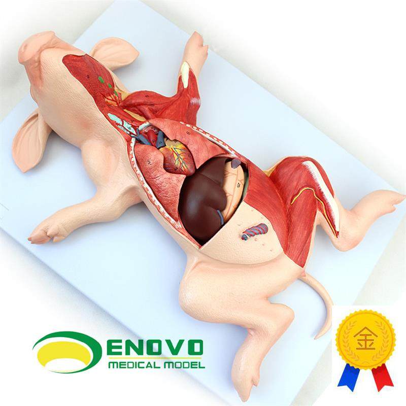 ENOVO颐诺猪解剖模r型猪胚胎猪器官内脏肌肉神经畜牧养殖学习动