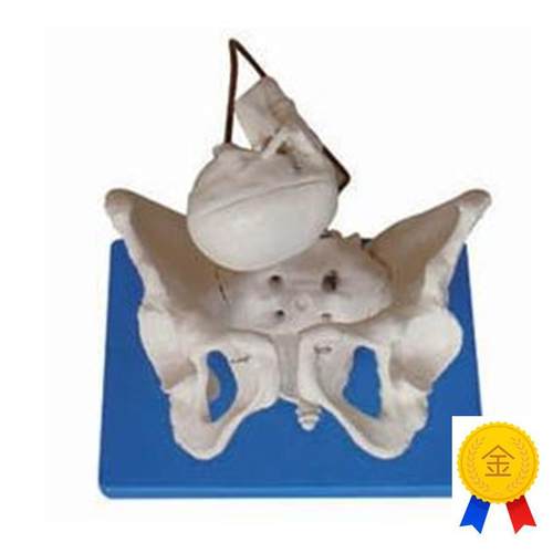 助产示教假骨h盆模型带有盆骨带胎儿头新生儿分娩演示教学骨骼标