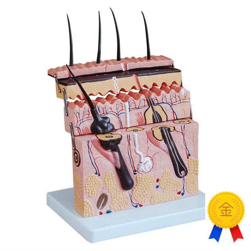 厂家直销立体皮肤模型皮肤切面模型皮肤结构模型W皮肤放大模型