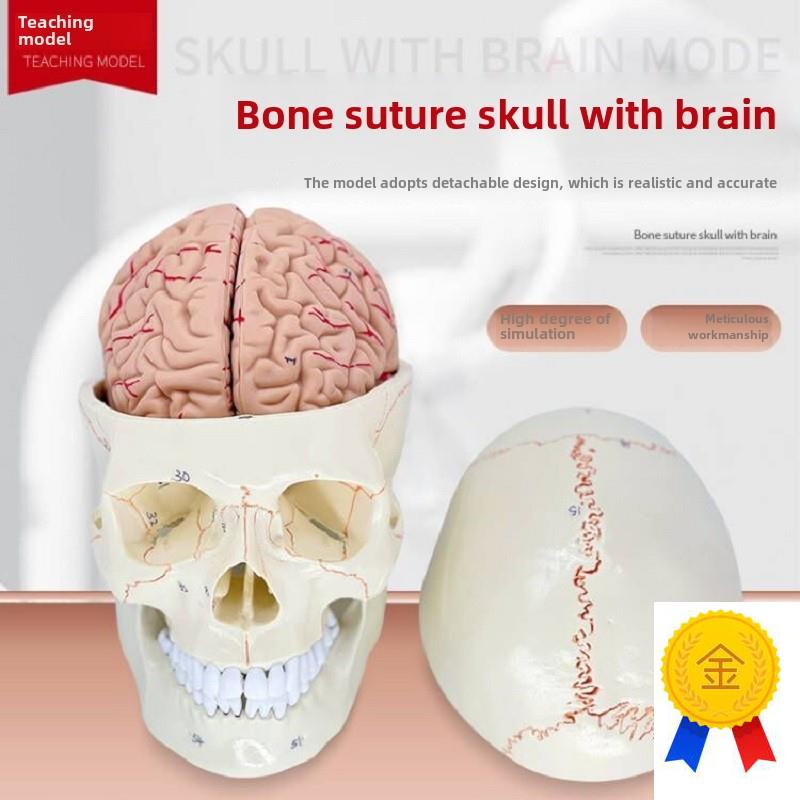 教学医学人头骨可拆卸脑v模型颅骨模型1:1颅骨解剖神经学