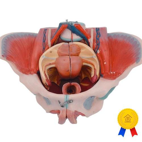 女性人体骨盆y附生殖器官模型