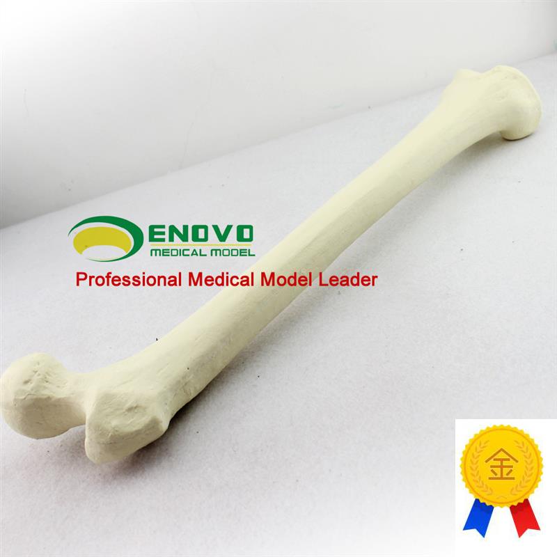 ENOVO颐诺仿真股骨模型r生物力学Sawbone人工皮质骨松质股骨模型