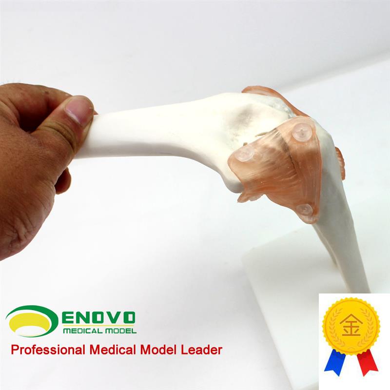 颐诺正品医用肘关节模型人体骨骼模型六大关节R模型骨骼运动系统