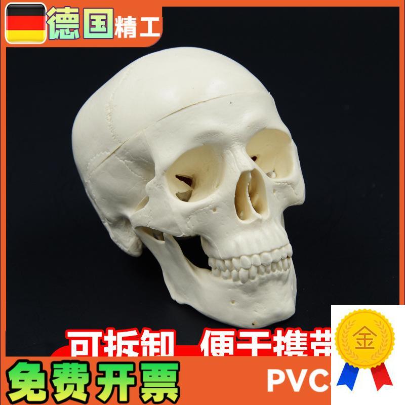 头骨模型艺术h写生雕塑口腔学头颅骨教学可拆塑料骷髅头美术用