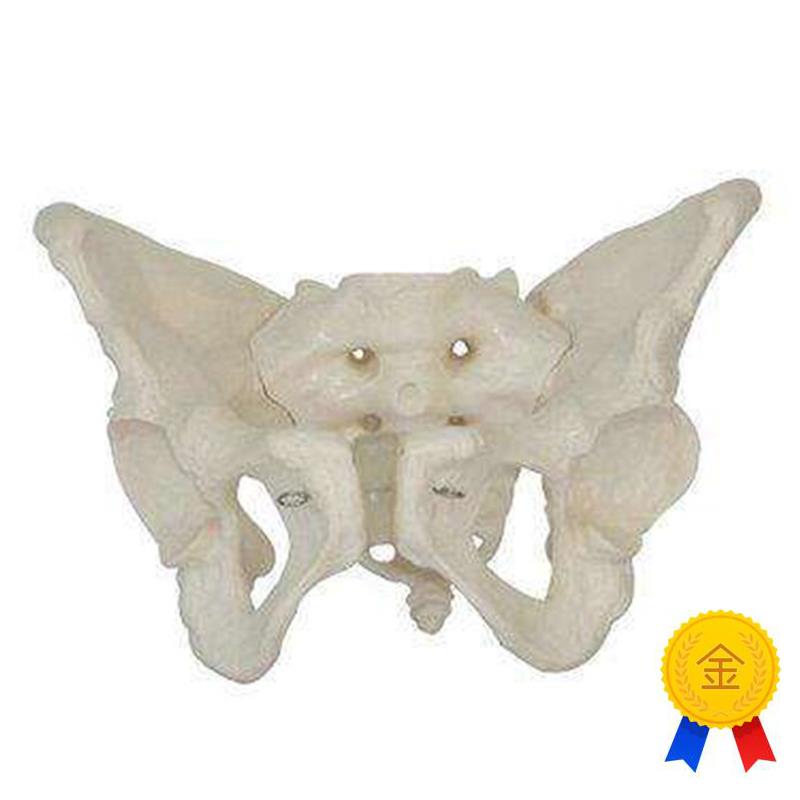 女性假骨盆模型人体骨骼解剖教E学训练医学用标本骨盆模具