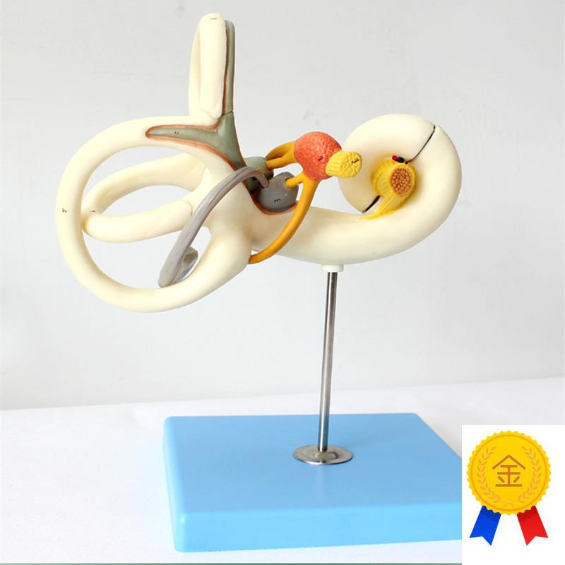 ENOVO颐诺人体内耳迷路半规管B放大模型听觉系统耳鼻喉科五官神经