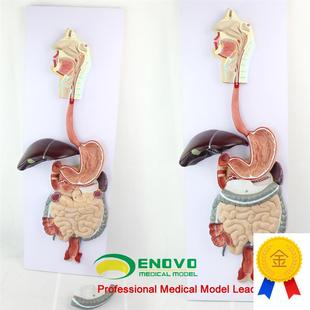 颐诺正品医用人体消化系统模型胃肝模型解剖人体V消化道解剖模型