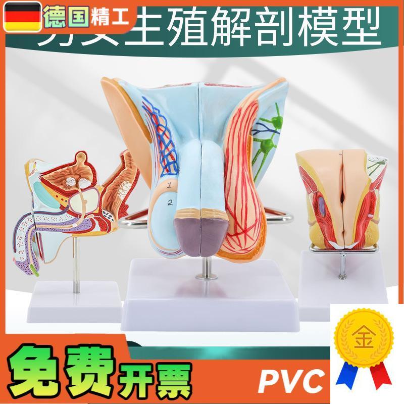 教学仿真男c性生殖泌尿系统标本女性内外生殖睾丸解剖模型医学