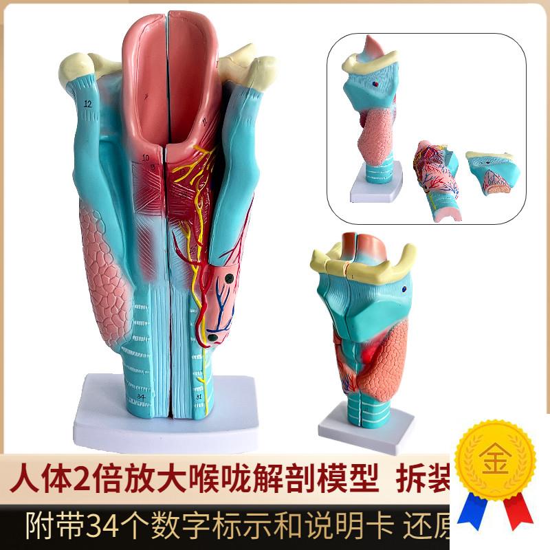 人体2倍放大咽喉模型喉s解剖喉部血管甲状腺喉结喉头喉咙教学仿真