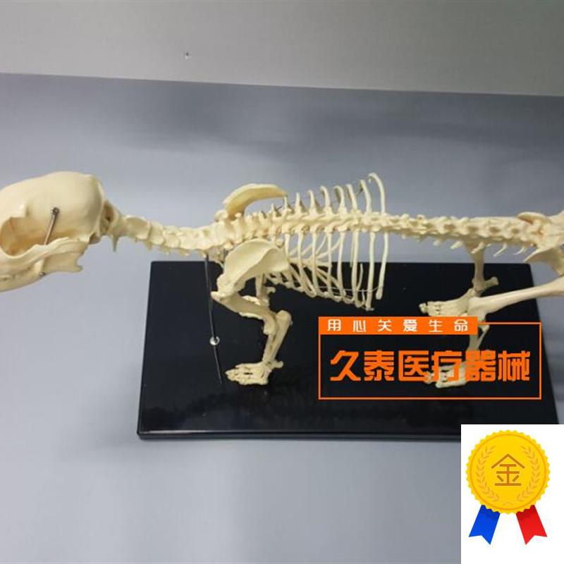 骨科器械狗d骨骼标本模型宠物动物狗猫犬教学骨架骨头骨骼模型