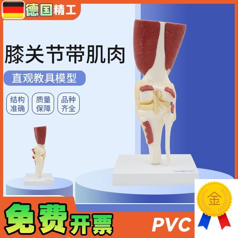 德国】1:1大人体膝关节带肌肉韧带骨骼模型膝Q盖骨运动系统教学骨