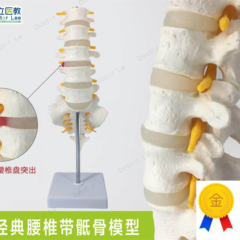 高端医用可拆成人5n节腰椎尾骨模型脊椎椎间盘突出人体标本模型