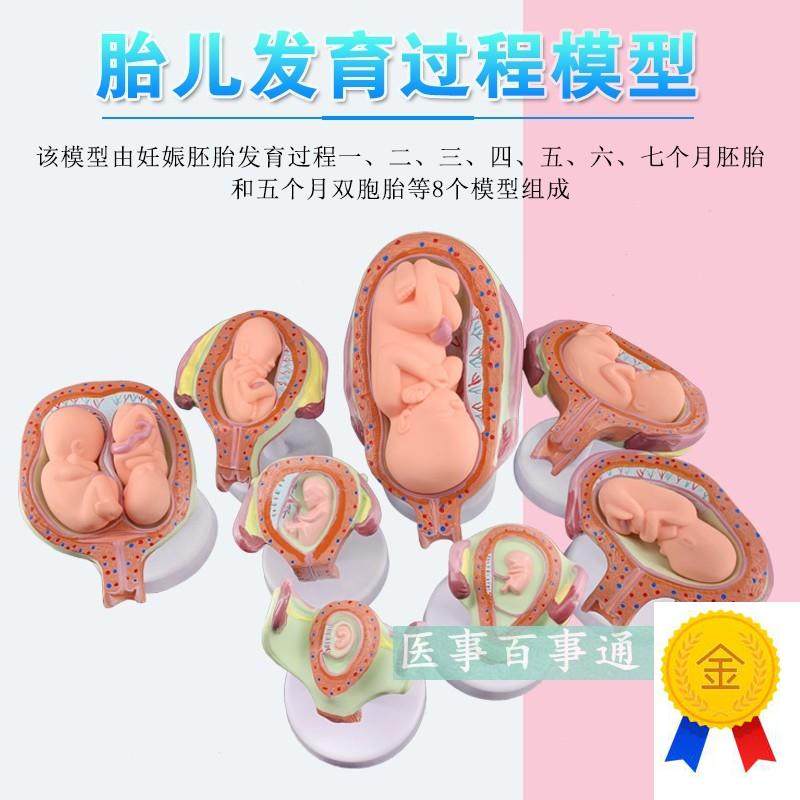 妊娠发育过程模型胚胎计划生育模型计生展示模型V胎儿模型子宫