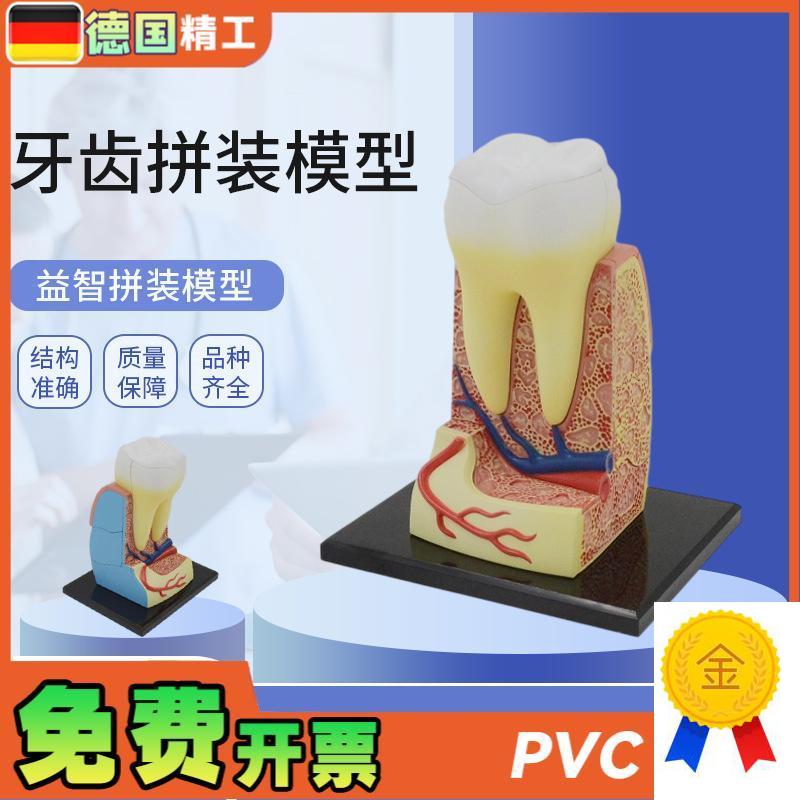 德国】拼装玩具人体牙齿拼装模型器官解剖模型医T学教学DIY科教