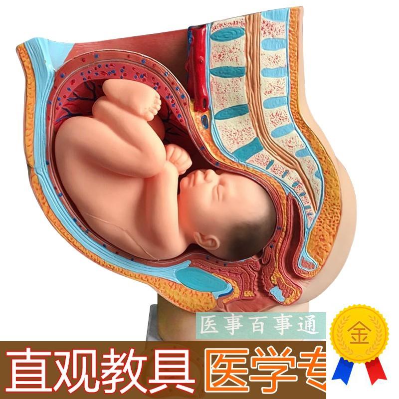 骨盆含妊a娠九个月胎儿模具/女性矢状解剖九个月/怀孕胎儿模型40