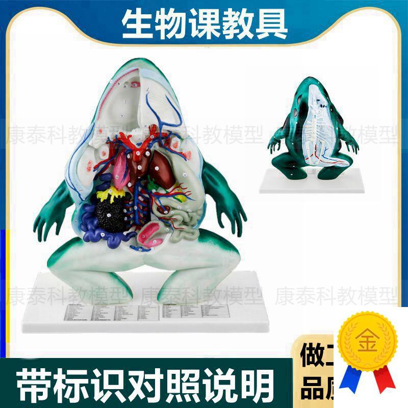 青蛙模型脊d索两栖类动物内脏解剖带标识生物课教具科普馆展示
