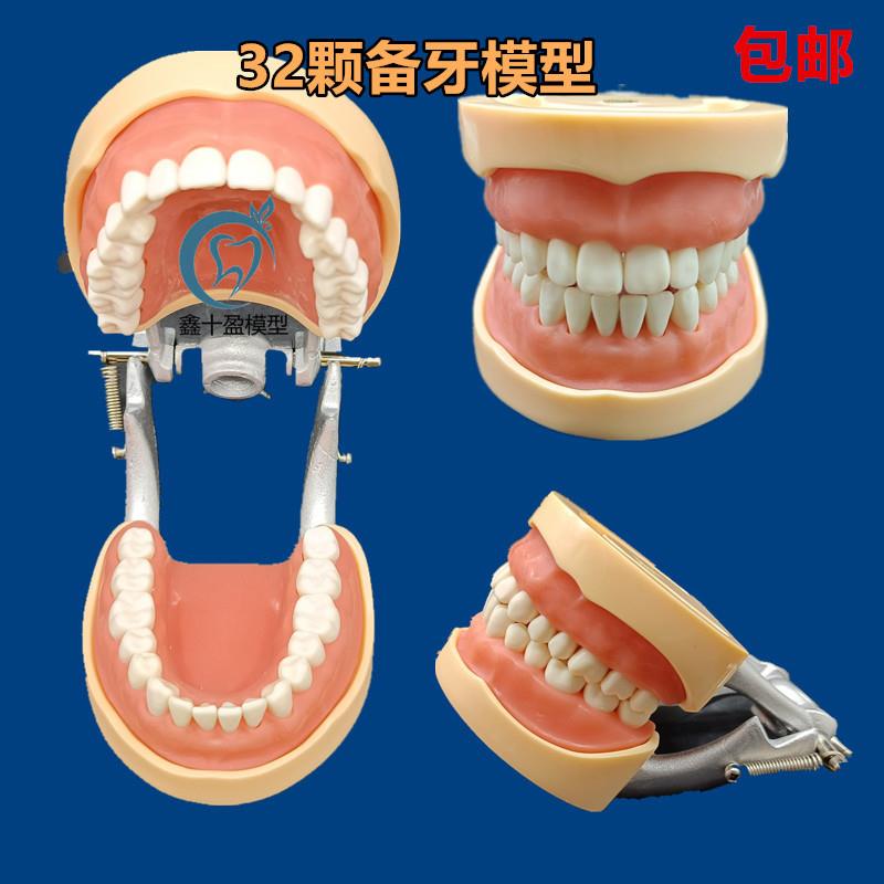 牙科口腔教e学模型32颗备牙模型可拆卸牙齿排龈练习软牙龈包邮