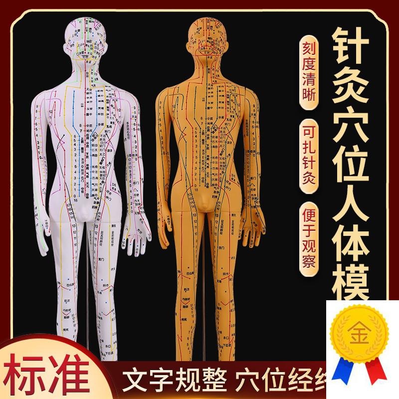 全铜色人体针灸模型m人经络穴位中医全身十二铜人模特图可扎针练