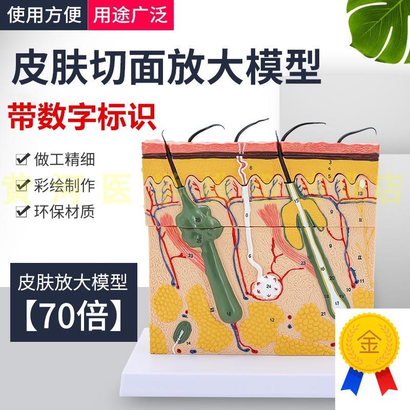 立体皮肤组织结构放大p模型层次人体构造分层解剖模具美容整形毛