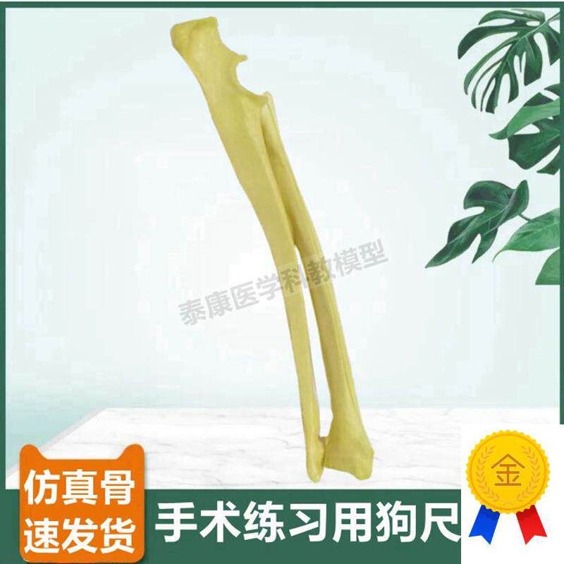 狗尺骨桡骨模型手术操作用假骨仿真标本四肢动物骨U骼宠物犬腿骨