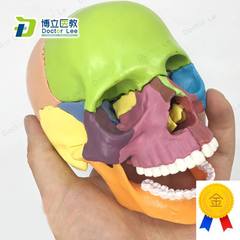 15部件头颅骨模m型彩色头骨模型医用牙科诊所教学用具可拆卸