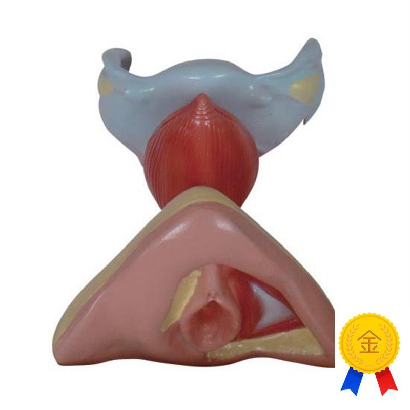 女性内外生殖器模型解剖教学U示教标本模具