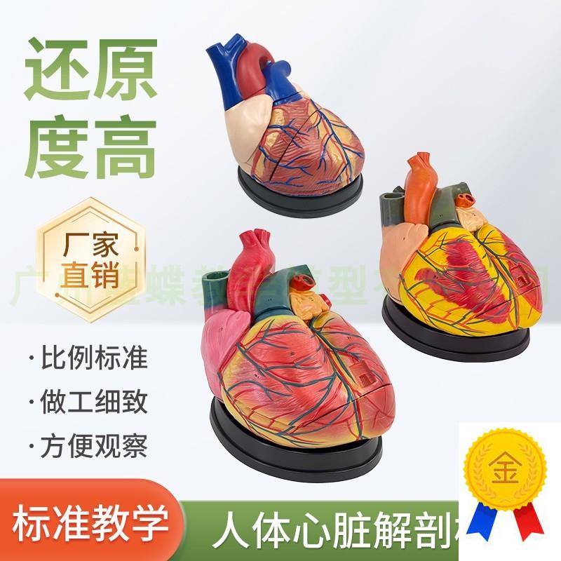 人体标准心脏解剖模型B超彩超可拆卸自J然大心脏医学教学教具模型