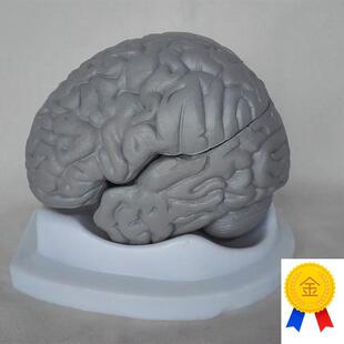 包邮人体脑f解剖模型教学医用人体标本模型人体模型