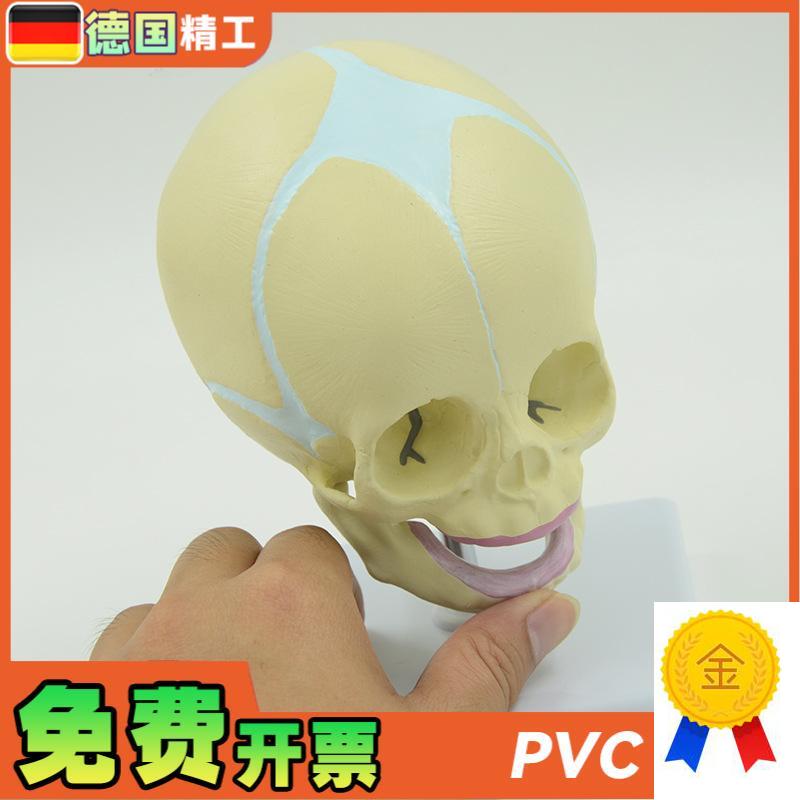 德国】婴儿头颅模型幼儿头骨模型儿科小型头颅P骨带底座可旋转骨