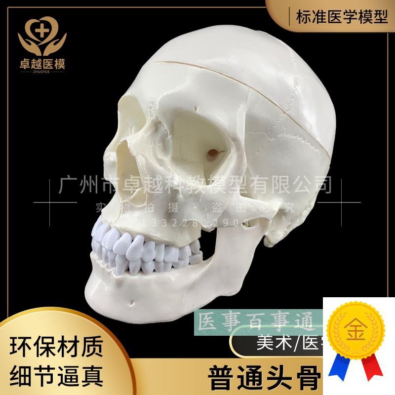 人体头骨模型头骨骷髅t关节仿古头科教标本神经科脑外科模具