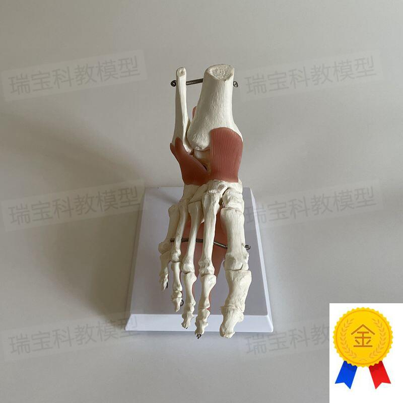 踝关节模型足底肌肉筋膜跟骨脚后跟外科医学解剖P示教仿真1比1足