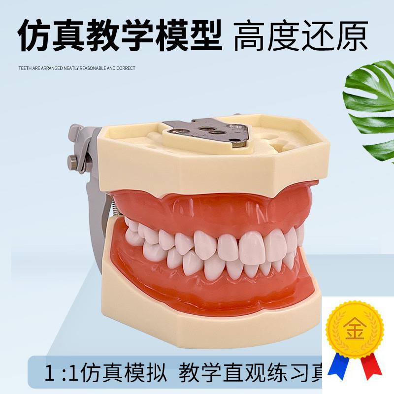 牙齿模型口腔牙科模具医生练习考试树脂缝可拆卸离体Z标准假备牙